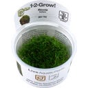 Tropica Riccia fluitans CUP - 1 pc
