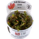 Tropica Rotala macrandra CUP - 1 Stk
