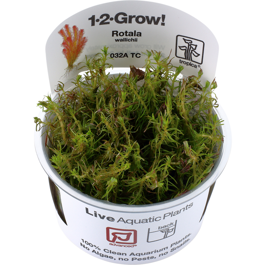 tropica-rotala-wallichii-cup-olibetta-sklep-internetowy-polska