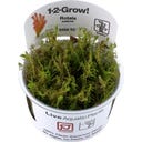 Tropica Rotala wallichii CUP - 1 Pc
