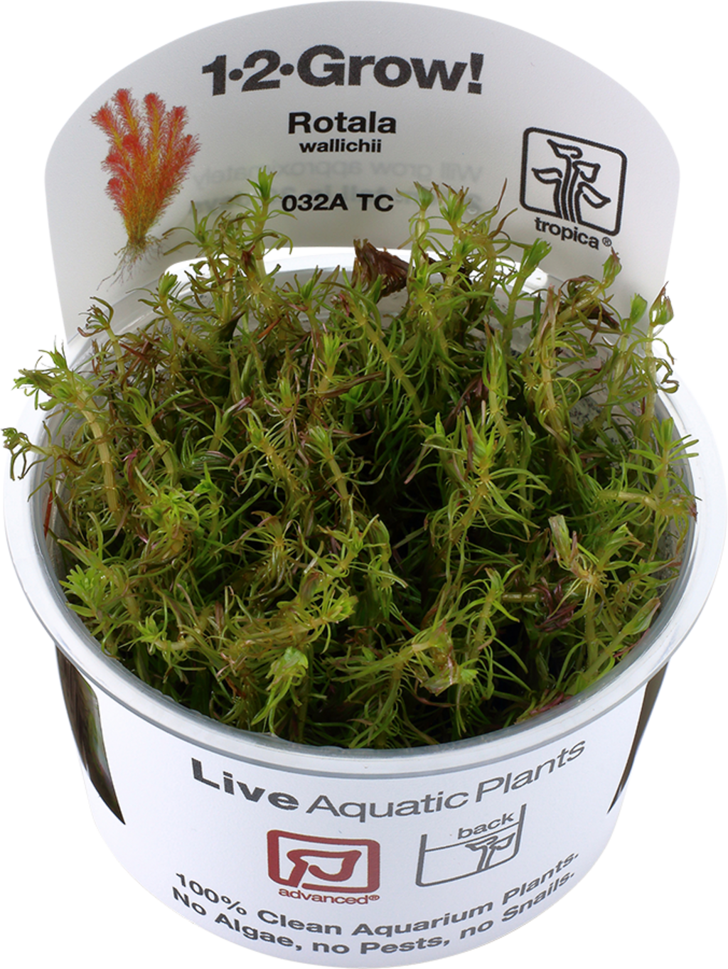 Tropica Rotala wallichii In Vitro - 1 pcs