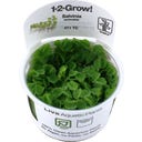 Tropica Salvinia auriculata CUP - 1 pz.