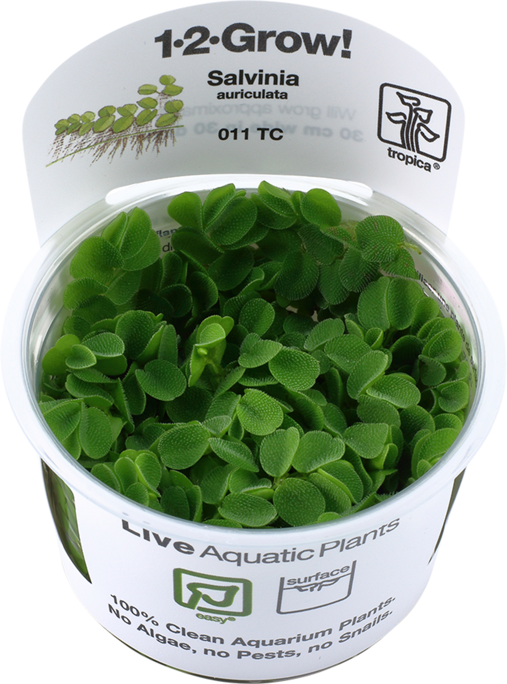 Tropica Salvinia auriculata CUP - 1 pz.