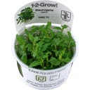 Tropica Staurogyne repens CUP - 1 Stk