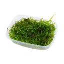 Taxiphyllum barbieri 'Bogor Moss' - Egy csomag - 1 csomag