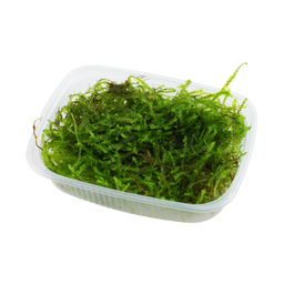 Taxiphyllum barbieri 'Bogor Moss' Portion