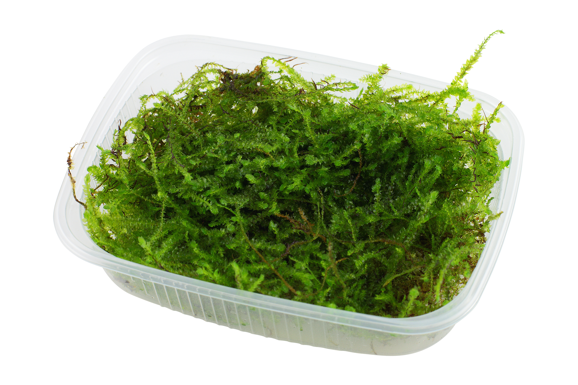 Taxiphyllum barbieri "Bogor Moss" Portion