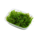 Tropica Vesicularia ferriei 'Weeping' Portion - 1 Pkg