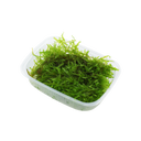 Tropica Vesicularia montagnei 'Christmas Moss' - 1 Pkg
