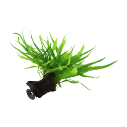 Microsorum pteropus 'Narrow' with Suction Cup - 1 Pc