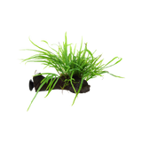 Microsorum pteropus 'Trident' sa sisaljkom