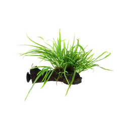 Microsorum pteropus 'Trident' with Suction Cup - 1 Pc