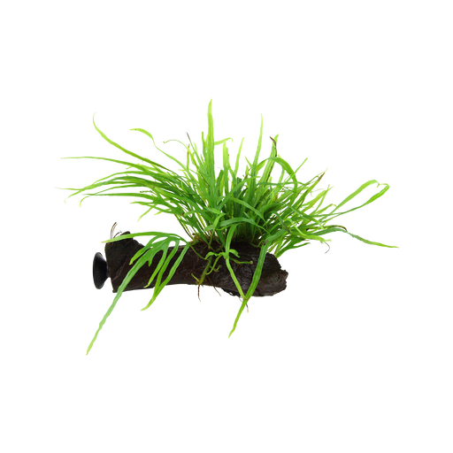 Tropica Microsorum pteropus 'Trident' mit Sauger - 1 Stk