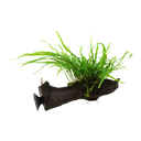 Microsorum pteropus 'Trident' with Suction Cup - 1 Pc