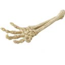 Europet Arm Bones - 1 Pc