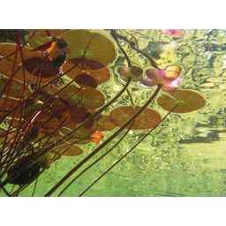 AquaActiv PhosLess Directe bescherming tegen algen