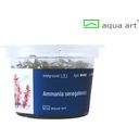 AquaArt Ammania senegalensis - 1 Stk