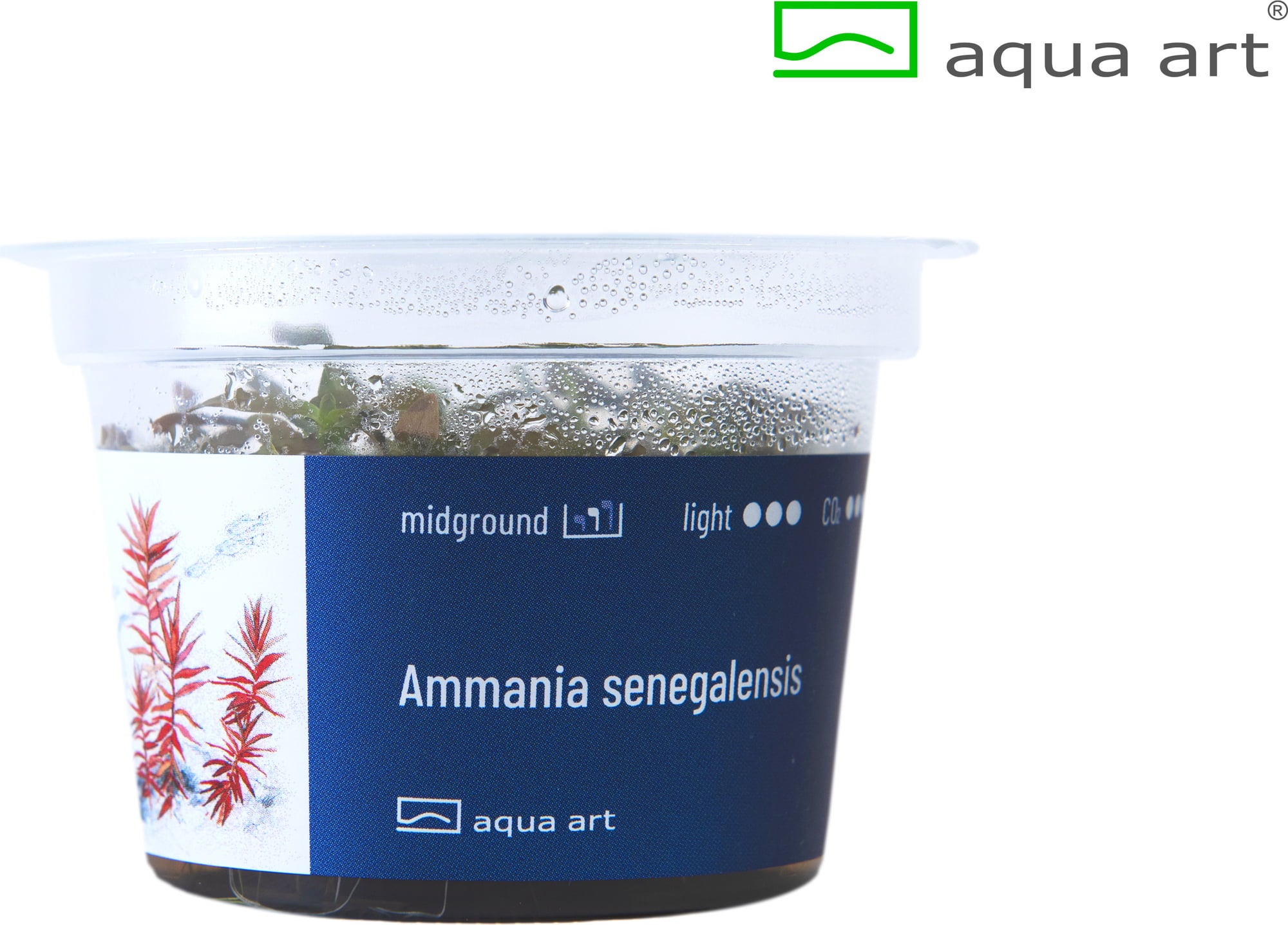 AquaArt Ammania Senegalensis - 1 pcs