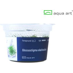 AquaArt Glossostigma elatinoides - 1 Pc