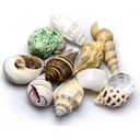 Hobby Sea Shells Set - medium