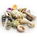 Hobby Sea Shells Set - groot