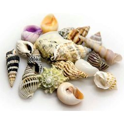 Hobby Sea Shells Set - stor