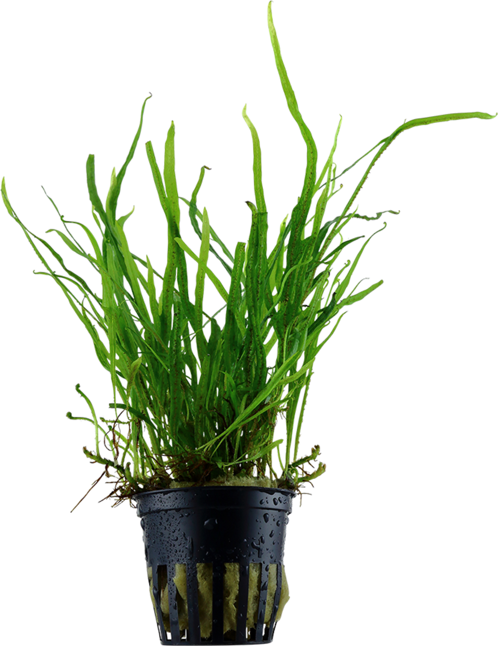 Tropica Microsorum pteropus Trident  - 1 pz.