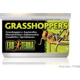 Exo Terra Grasshoppers