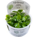 Tropica Lobelia cardinalis 'Mini' CUP - 1 stuk