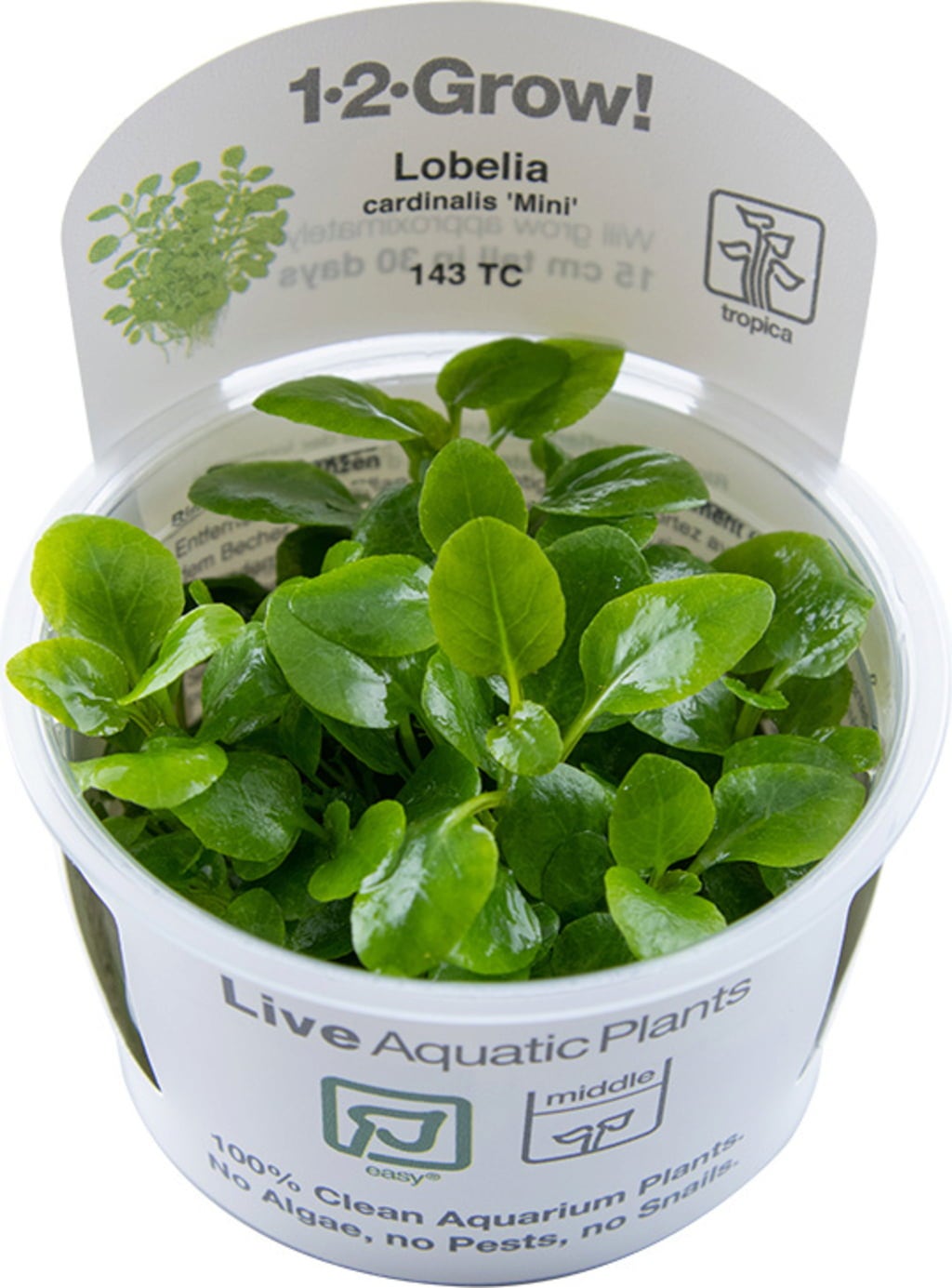 Tropica Lobelia cardinalis 'Mini' CUP - 1 Stk