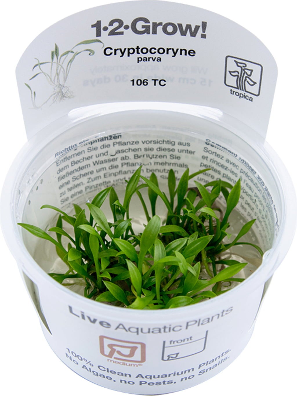 Tropica Cryptocoryne parva CUP - 1 Stk