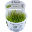 Tropica Leptodictyum riparium CUP - 1 Pc