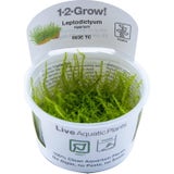 Tropica Leptodictyum riparium CUP