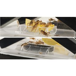 Exo Terra Cricket Box - 2 tuber/1 svamp