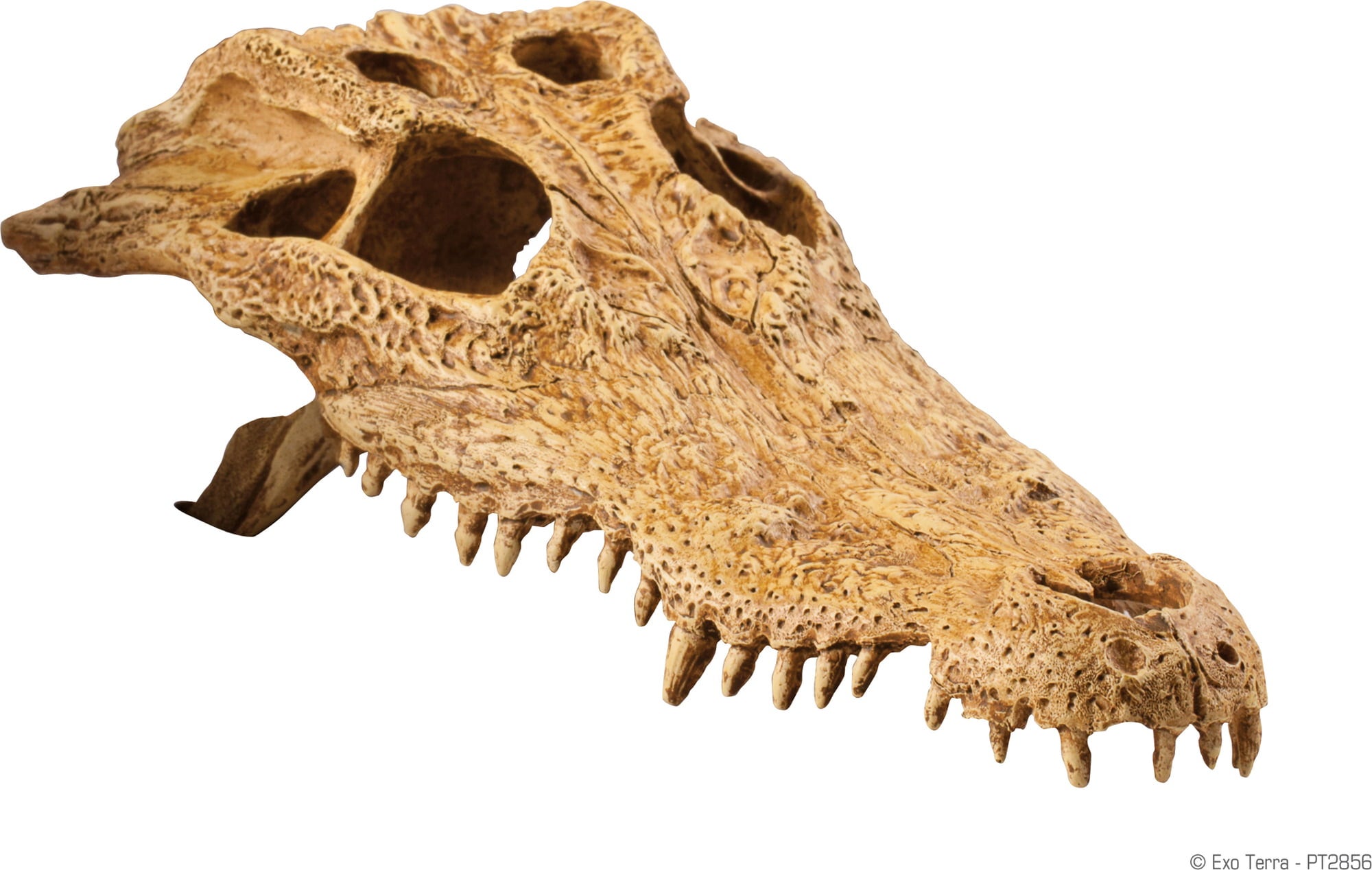 Exo Terra Tête de Crocodile - 1 pcs