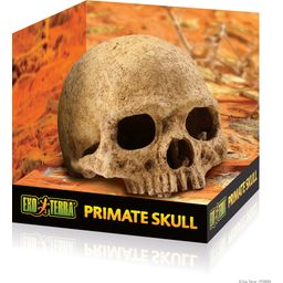 Exo Terra Primaten schedel - 1 stuk