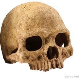 Exo Terra Főemlős koponya - 1 db