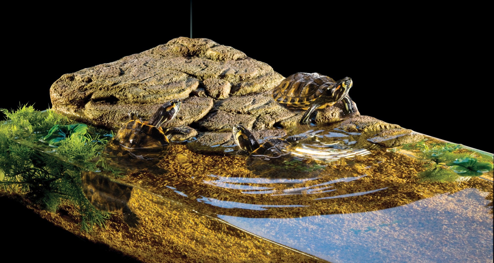 Exo Terra Turtle Bank