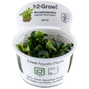 Tropica Bucephalandra pygmaea 'Bukit Kelam' CUP - 1 Pc