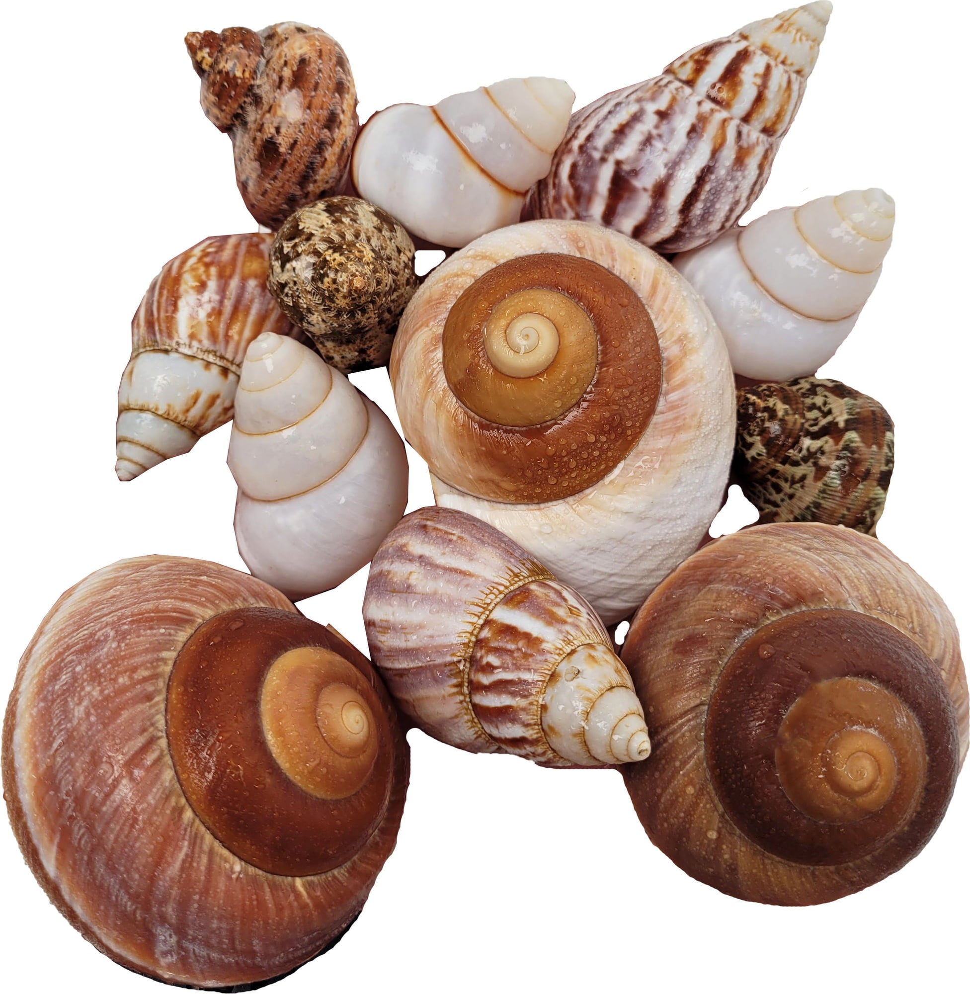 WIO Shell Shelter Mix2 - 2 l