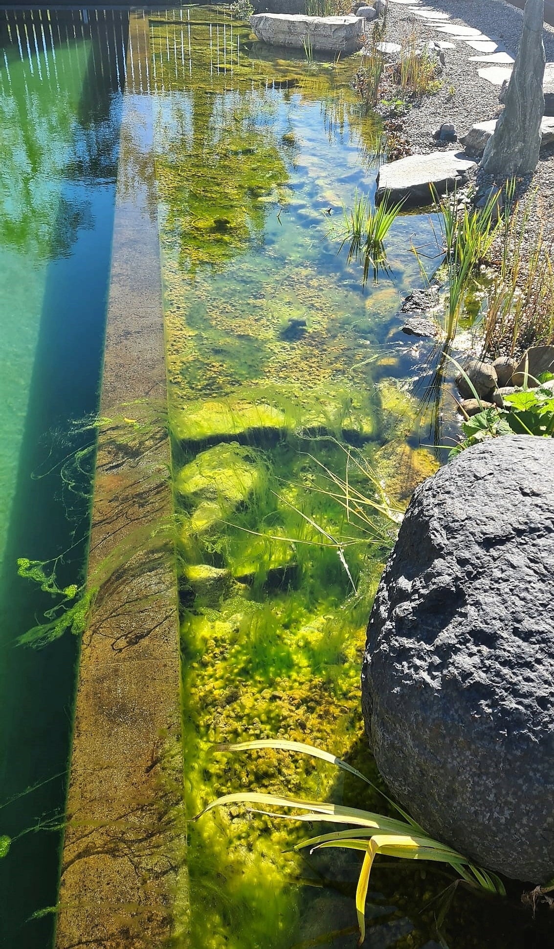 Back to Nature Pond Cleaner - 5 kg