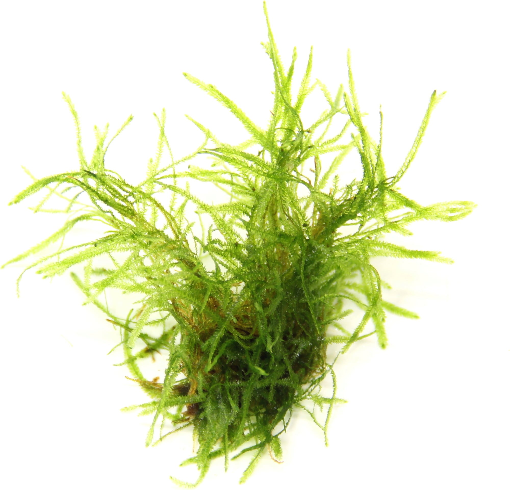 Dennerle Plants Taxiphyllum alternans 'Taiwan' CUP - 1 ud.