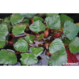 Dennerle Plants Trapa natans - 1 Pc