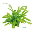 Dennerle Plants Sagittaria subulata var. pusilla - 1 pcs