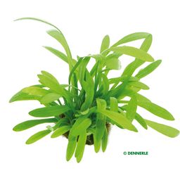 Dennerle Plants Sagittaria subulata var. pusilla - 1 Pc