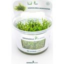 Dennerle Plants Vesicularia montagnei CUP - 1 ks