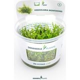 Dennerle Plants Vesicularia montagnei CUP