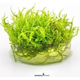 Dennerle Plants Vesicularia montagnei CUP - 1 Pc