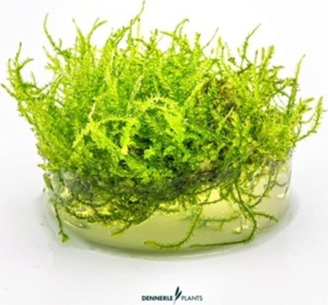 Dennerle Plants Vesicularia montagnei CUP - 1 pcs