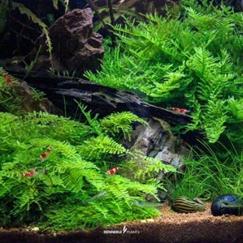 Dennerle Plants Vesicularia montagnei CUP - 1 pcs